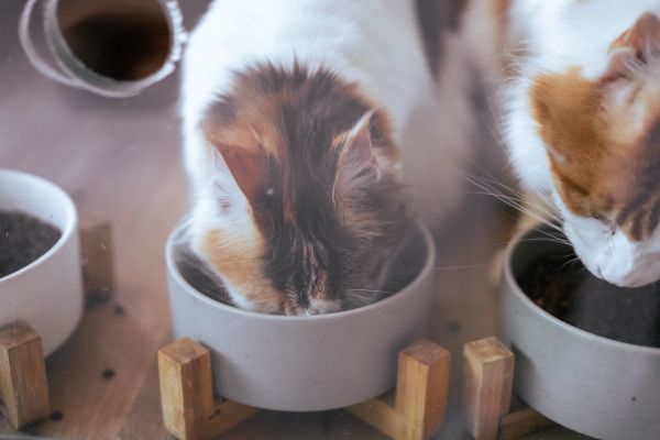 Découvrez comment une gamelle anti glouton améliore les repas de votre chat