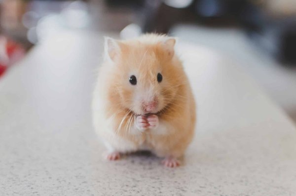 Quelles plantes sont toxiques pour les rongeurs tels que les hamsters et les souris?